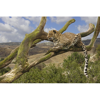 Leopard In Tree by Dschaef - Wrapped Canvas Print