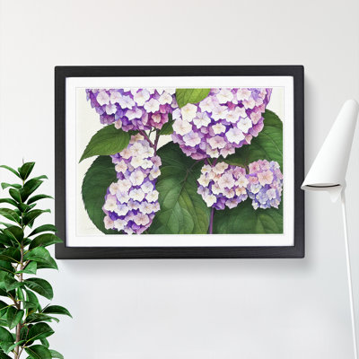 Watercolour Hydrangea Flowers Vol.3 - Framed Print