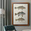 " Species Of Antique Fish III "-961370888-968837327