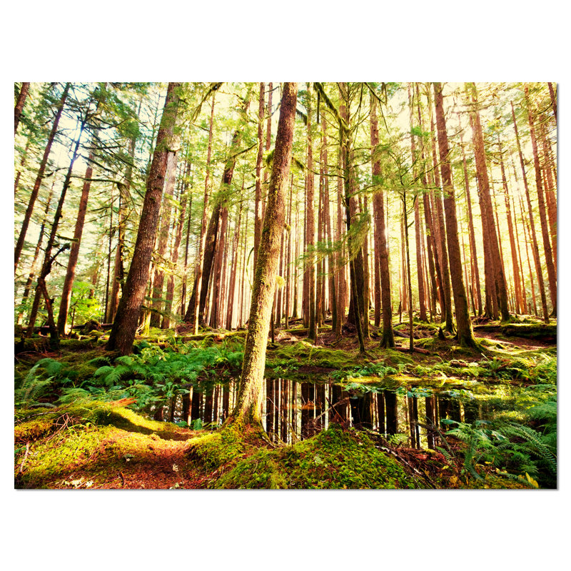 Dense Trees in Green Rain Forest Landscape Canvas Print