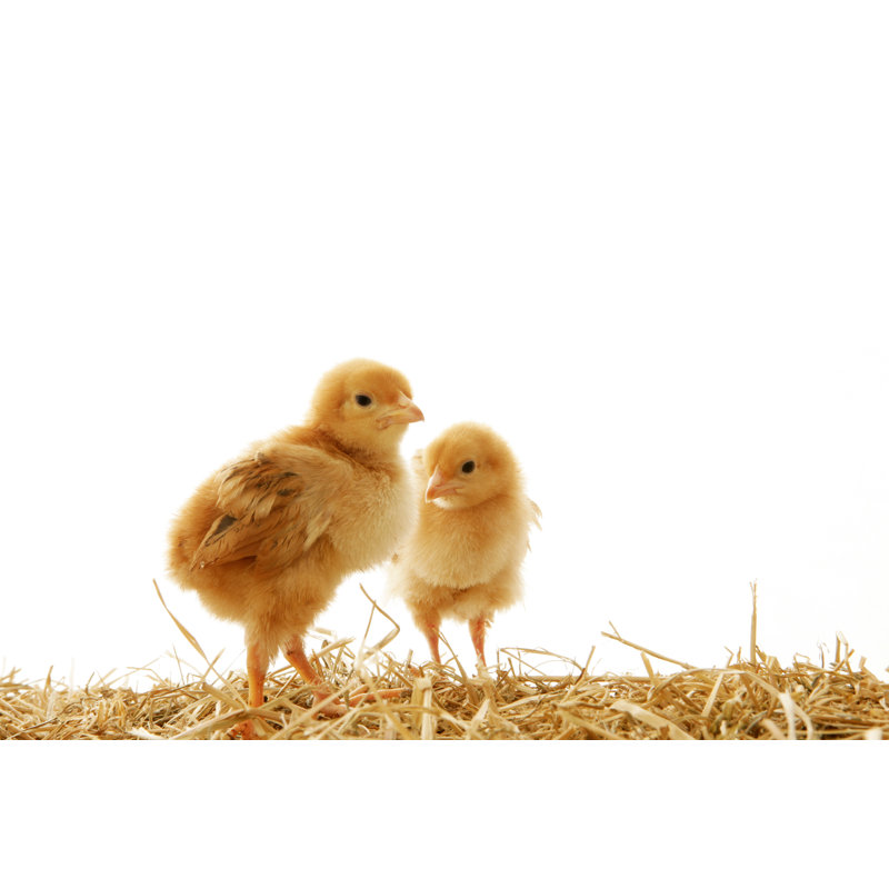 Easter Babies by Hidesy, 12" H x 18" W