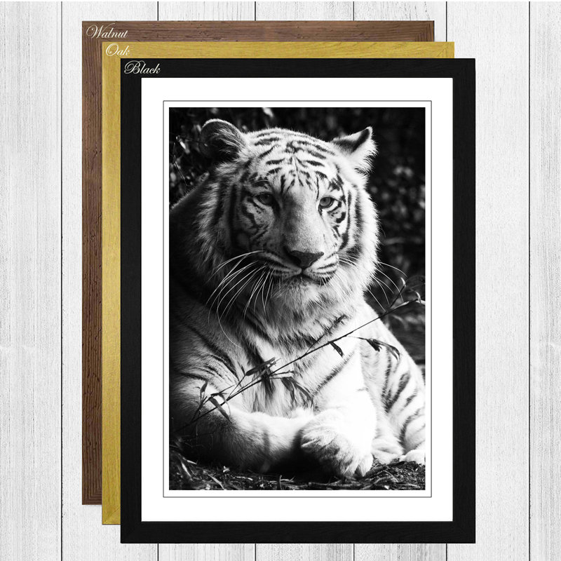 White Tiger Framed Photographic - Framed Print, Black