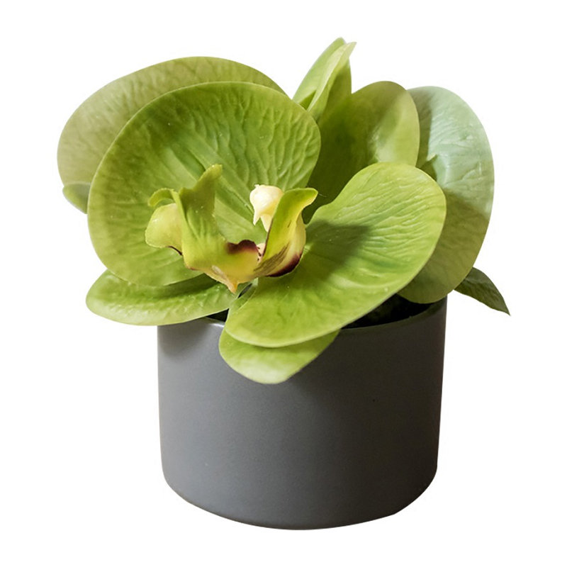 Mini arrangement floral orchidée en pot, Vert
