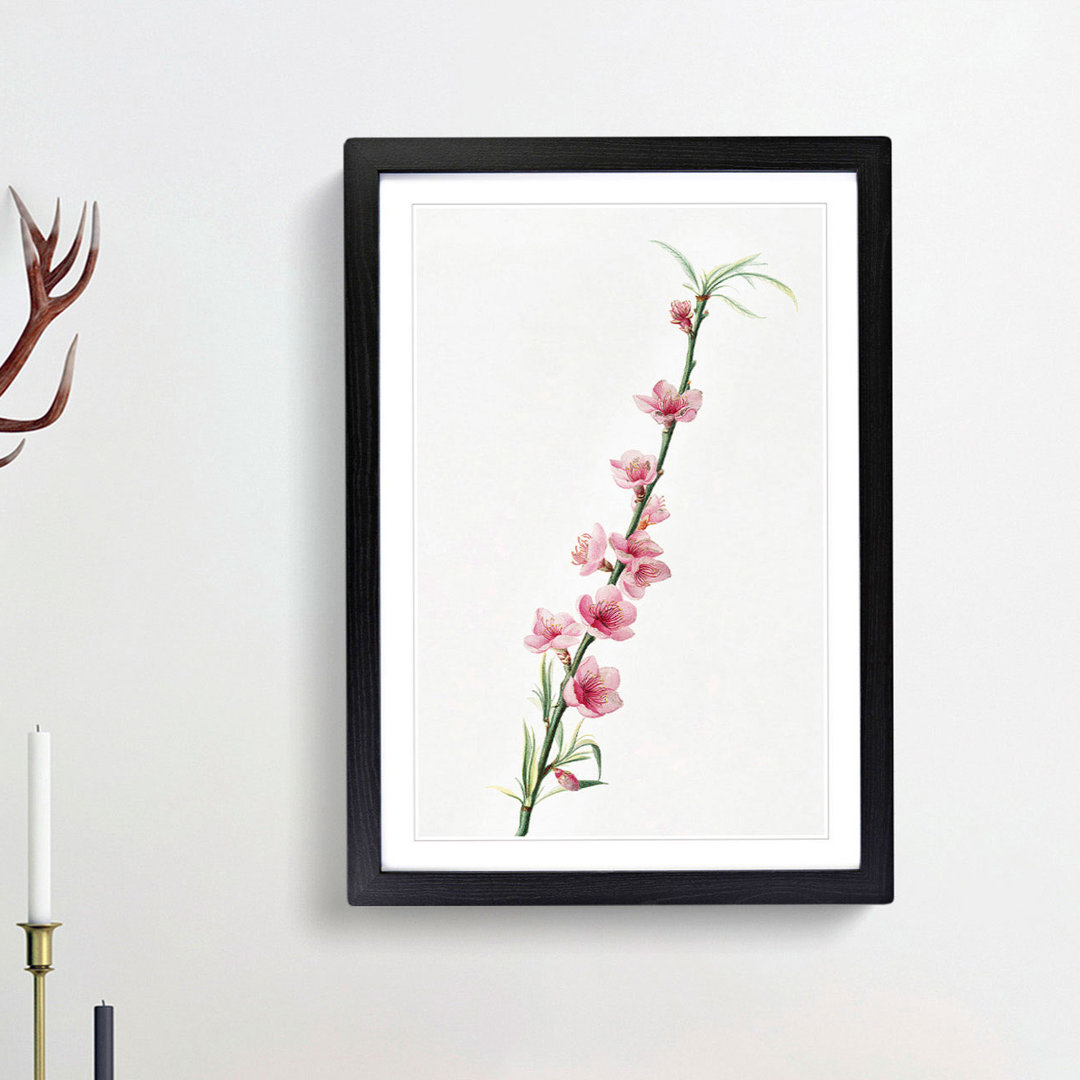 Peach Tree Blossoms by Giorgio Gallesio - Framed Print
