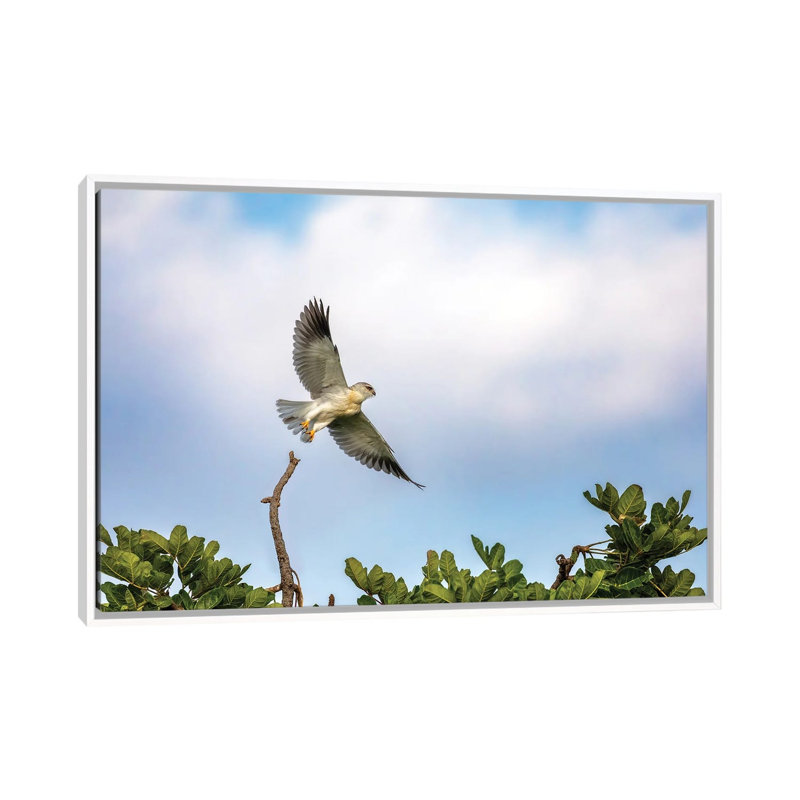 «Black-Winged Kite In Flight, Masai Mara», reproduction d'art sur toile encadrée, 60" x 40", Framed Canvas, White