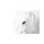 White Horse by Marco Carmassi - Wrapped Canvas Print-1954287036