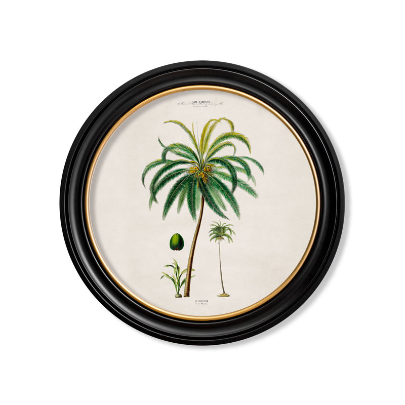 Coconut Palm by Mid-1800s - Single Picture Frame Print on Archival Matt 230gsm Paper