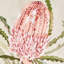 Giclées Queen Protea, ensemble de 3