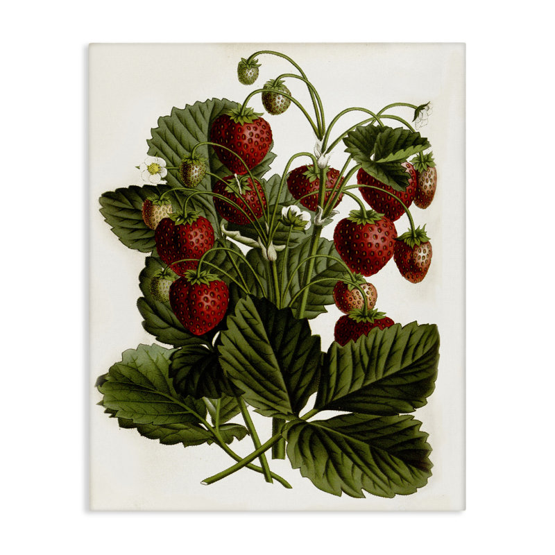 Strawberry Plant Study Canvas Wall Art by Lettered and Lined, 40" H x 30" W