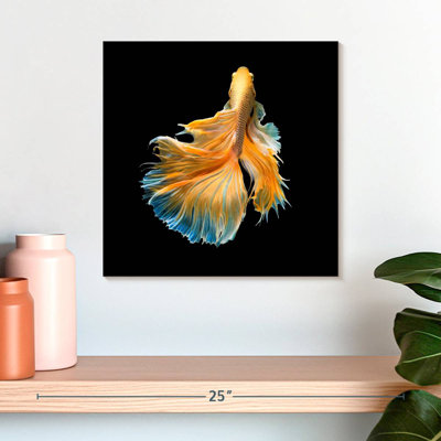 Brampt Yellow Fighter Fish Grandiose