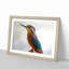 Graceful Kingfisher Bird in Abstract - Picture Frame Painting Print-55735126-55735113