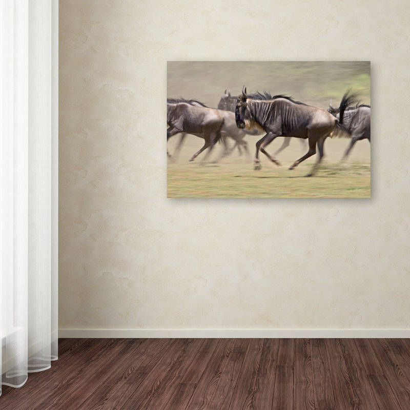 Robert Harding Animals Running Canvas Photography Art