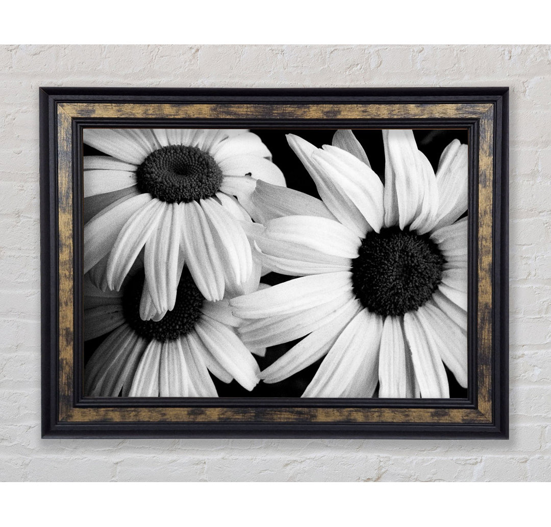 Daisy Petal Beauty B N W - Druck