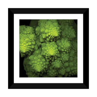 " Lime Green Broccoflower " Color Photography
