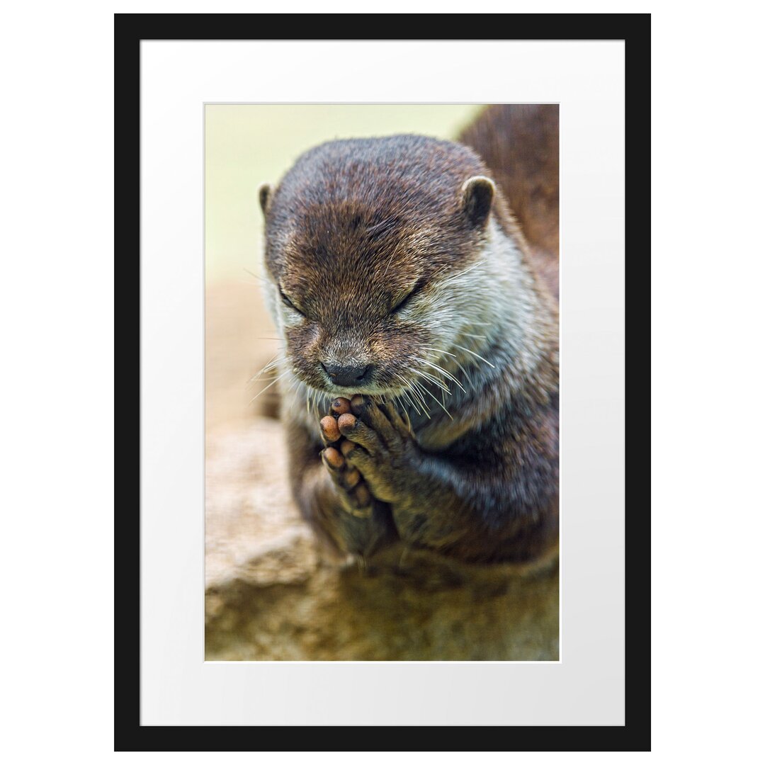 Anmutiger kleiner Otter Gerahmter Fotokunstdruck Poster