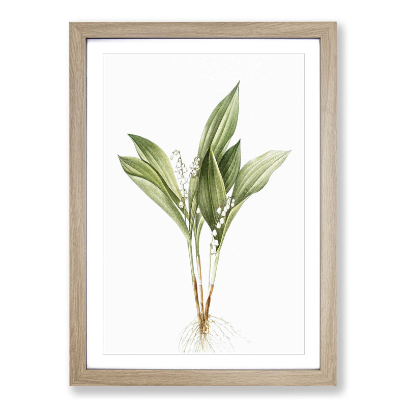 Lily of the Valley by Pierre-Joseph Redoute - Picture Frame Painting Print on MDF, 36cm H x 27cm W x 2cm D, Oak Framed