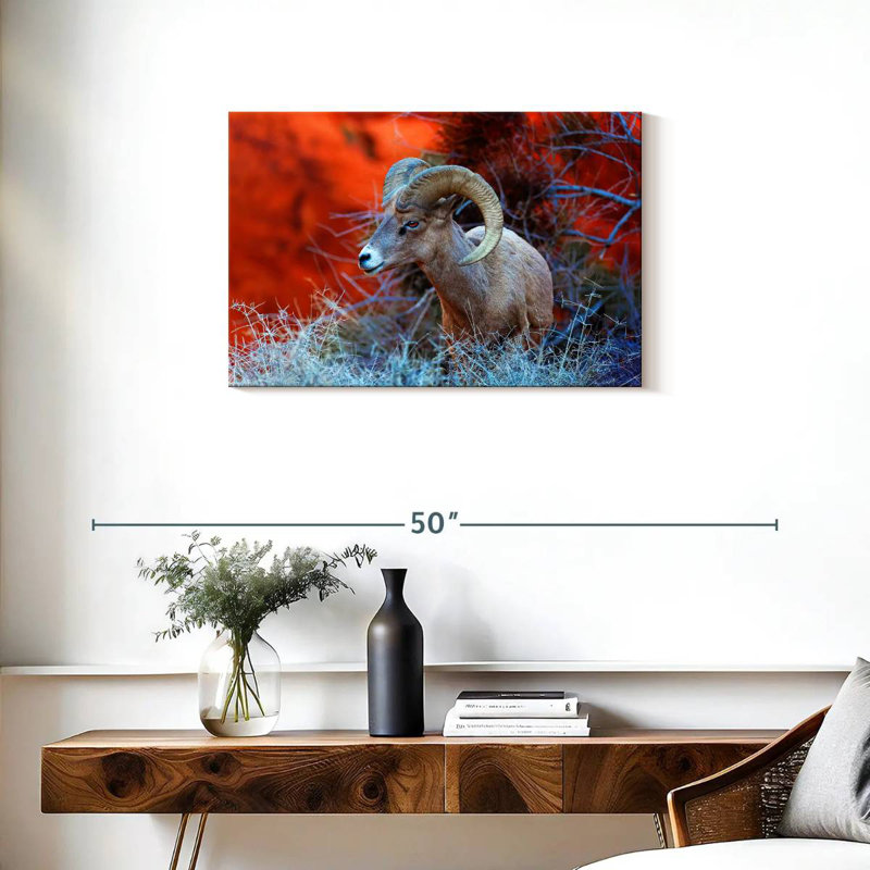 Brampt Bighorn Sheep Ram