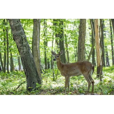 Akelius The White-Tailed Deer par Karel Bock - Photographie sur toile tendue