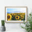 Sunflowers - Picture Frame Painting-62777809-62777813