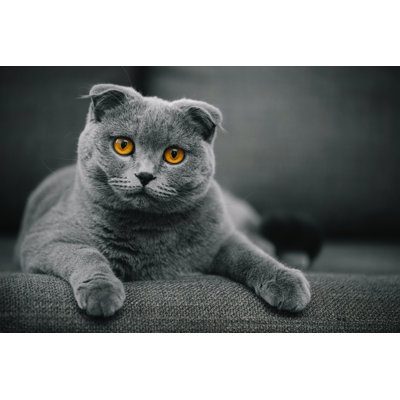 Scottish Fold Shorthair cat resting on chair Wall Art on Canvas
