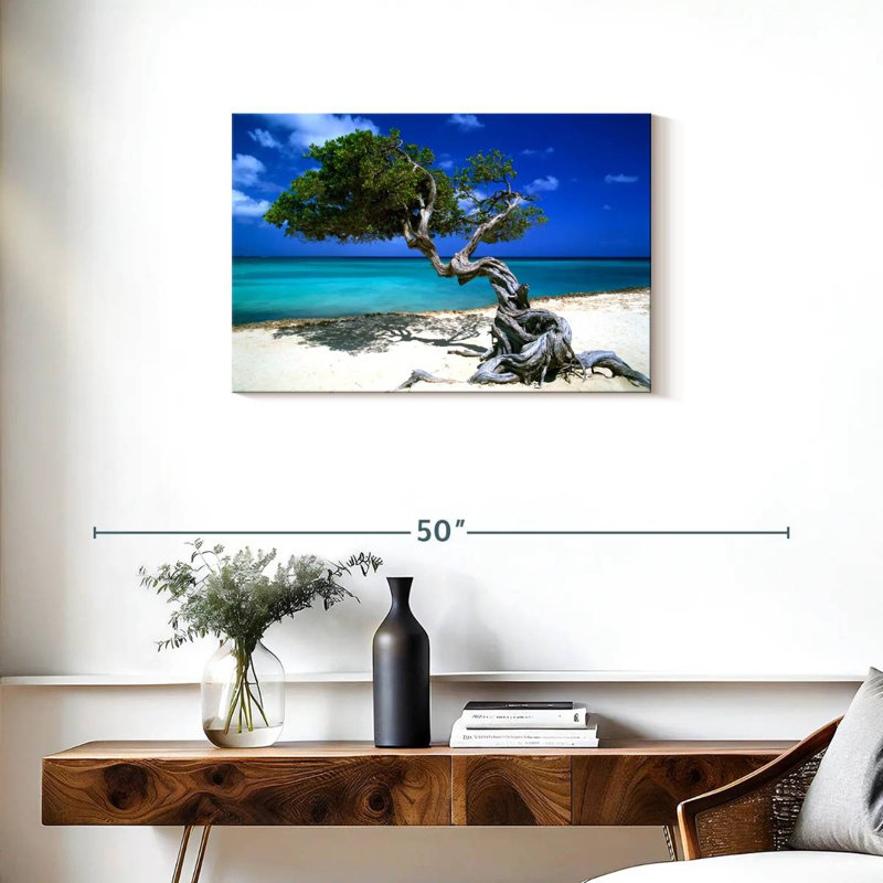 Divi Divi arbre Aruba Petites Antilles, H 20 po x l 30 po