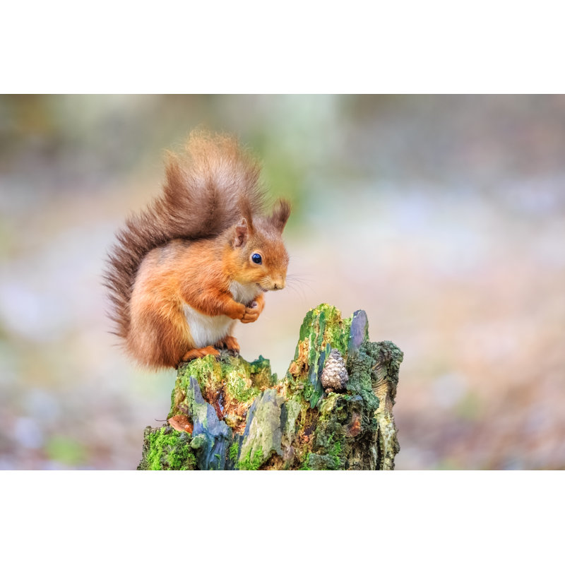 Cute Squirrel Sitting In Forest by Michael_Conrad - Wrapped Canvas Print, 51cm H x 76cm W x 3.8cm D