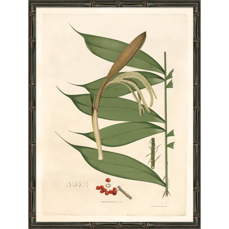 «Palm Fronds», reproduction d'impression encadrée