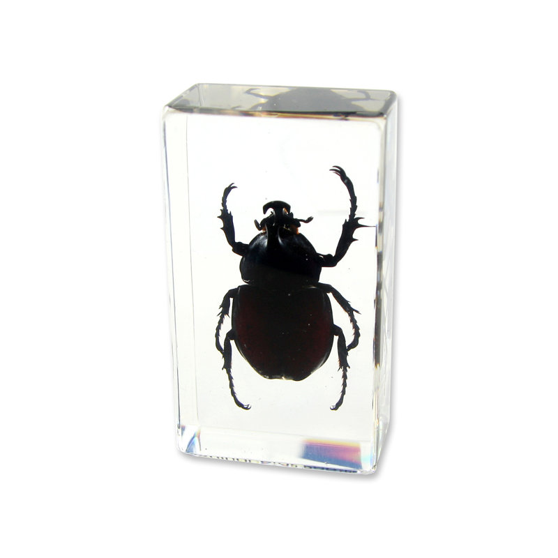 Presse-papiers coccinelle Rhinoceros Prokop