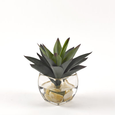 Aloès dans un cube de verre