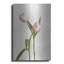 «Light Tulips IV» par Debra Van Swearingen-1606641090