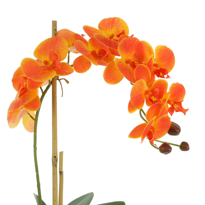 Arrangement orchidée dans un vase