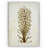 " Botanical Plate VIIII " Graphic Art Print-22188533