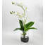 Double orchidée phalaenopsis, arrangement floral-103109822