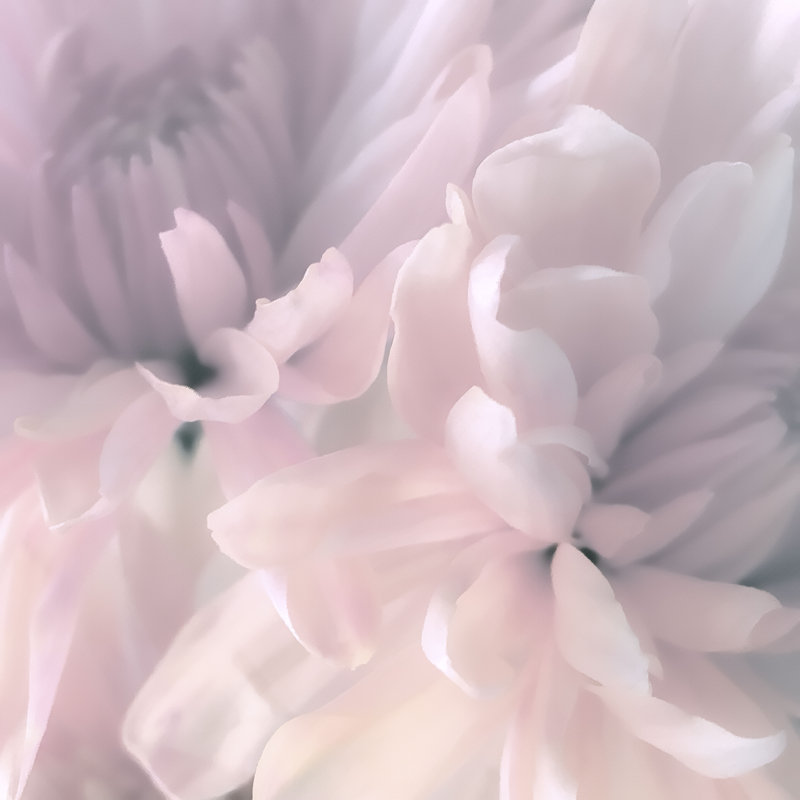 Abstract Floral - Wrapped Canvas Print, 30cm H x 30cm W