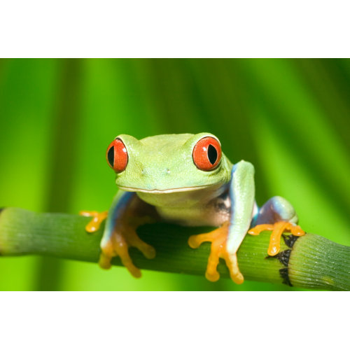 Ebern Designs Red Eyed Tree Frog On Canvas Print - Wayfair Canada