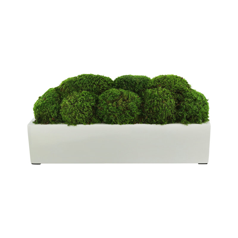 Nature's Nostalgia Moss Plant in Fiberstone Planter, White, 7" H x 16" W x 7" D
