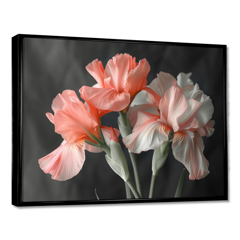 Rose, noir, jardin, glamour, iris - iris, art mural, Cadre flottant noir, H 12 po x l 20 po x P 1 po
