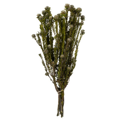 All Natural Tortum Bundle, Prese 12" Tortum Bundle, Preserved