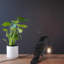 Resin Desk Lamp