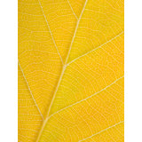 Autumn Leaf Print by Philippe Monthoux