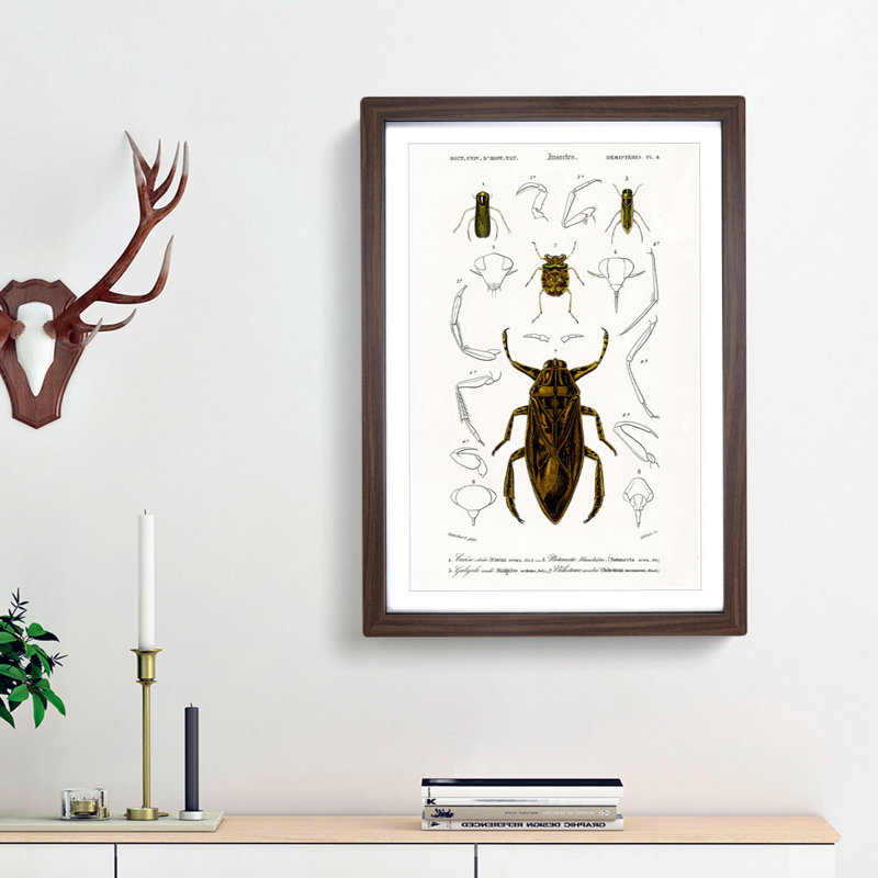 Beetle Illustrations PL.4 by Charles D'Orbigny - Single Picture Frame Print, Walnut Framed, 33cm H x 24cm W x 2cm D
