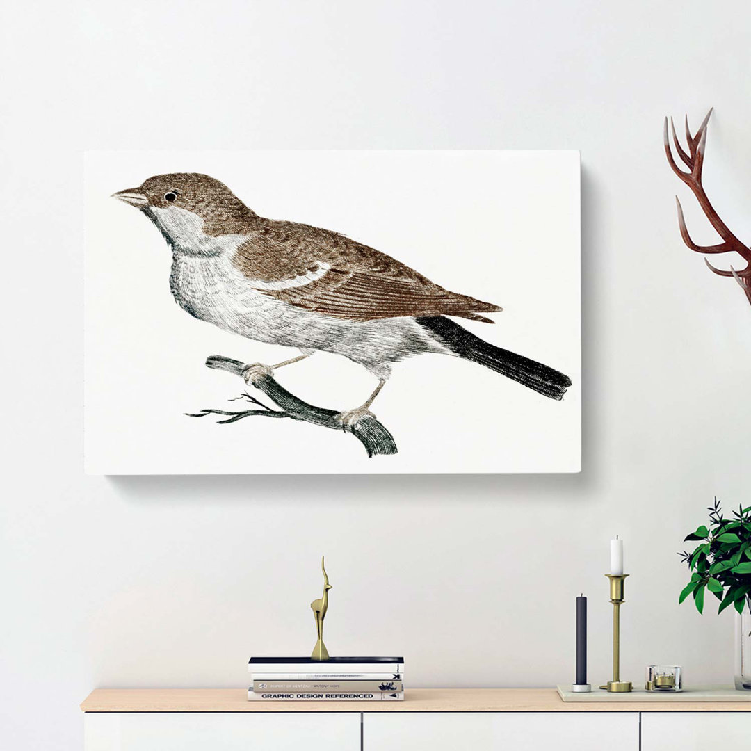 Sparrow On A Branch by Johan Teyler - Wrapped Canvas