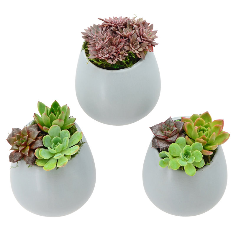 Gigee Ceramic Wall Planter, Light Gray