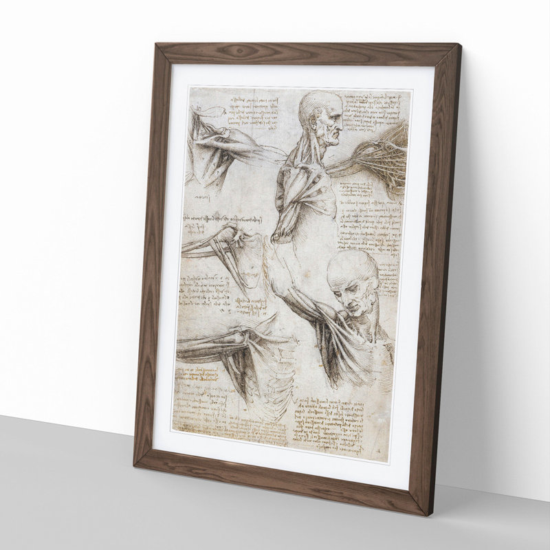 Human Anatomy Vol.3 by Leonardo Da Vinci - Picture Frame Drawing, Walnut Framed, 48cm H x 36cm W x 2cm D
