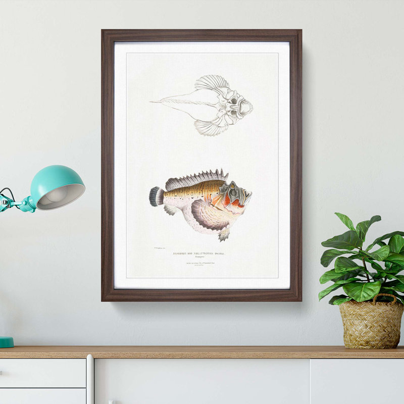 Hog Fish Illustration by John Edward Gray - Picture Frame Painting Print, Walnut Framed, 48cm H x 36cm W x 2cm D