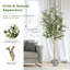 Plante de 71,5 po
