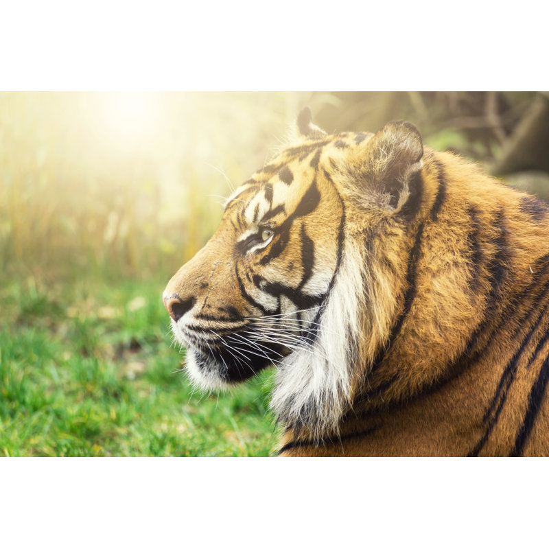 Tiger With Intense Eyes - Wrapped Canvas Print, 20cm H x 30cm W x 3.8cm D