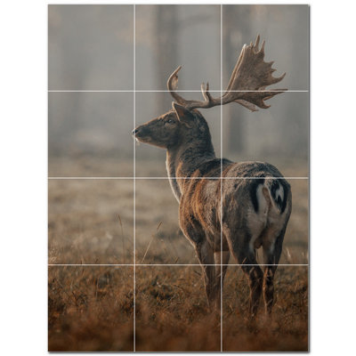 Cerf photo 6 x 6