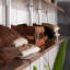 Relax Medium Density Fiberboard (MDF) Shelving-36435268-16582828