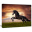 « black friesian cheval gallop », impression sur toile tendue-19409487